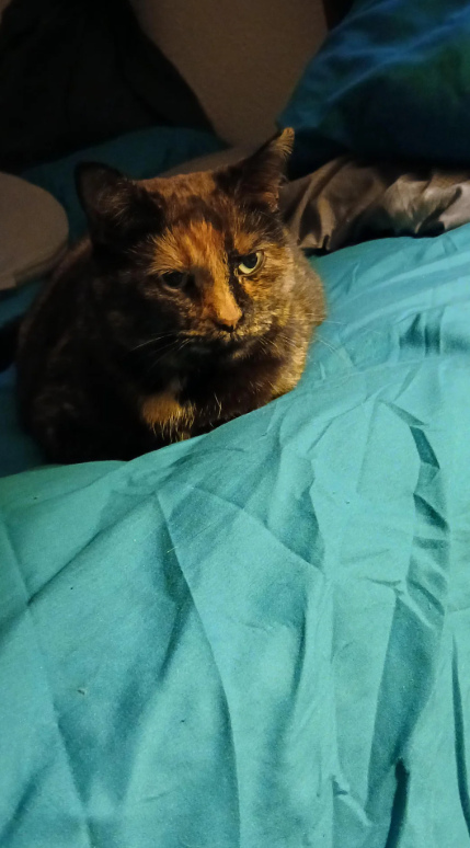 Cheezburger Image 10624451840