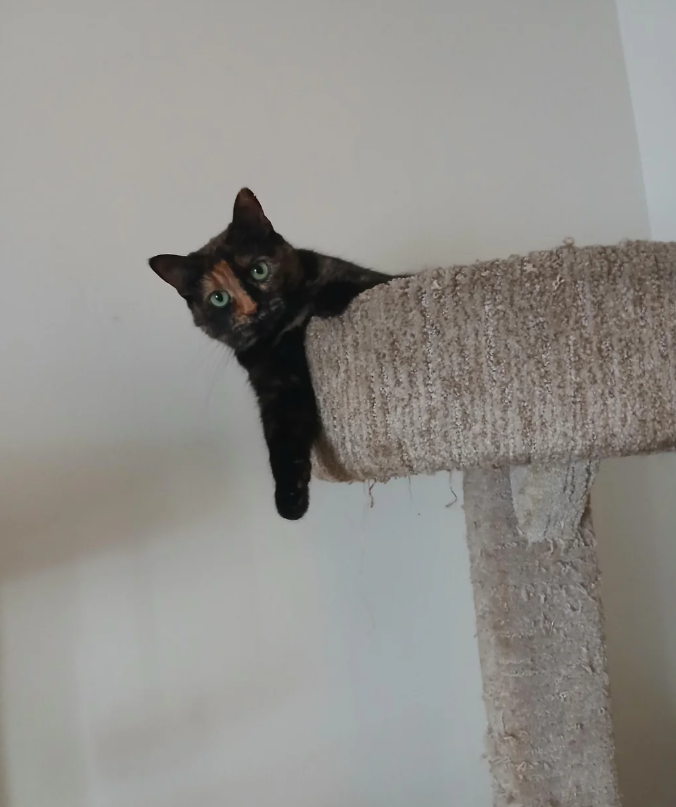 Cheezburger Image 10624452096