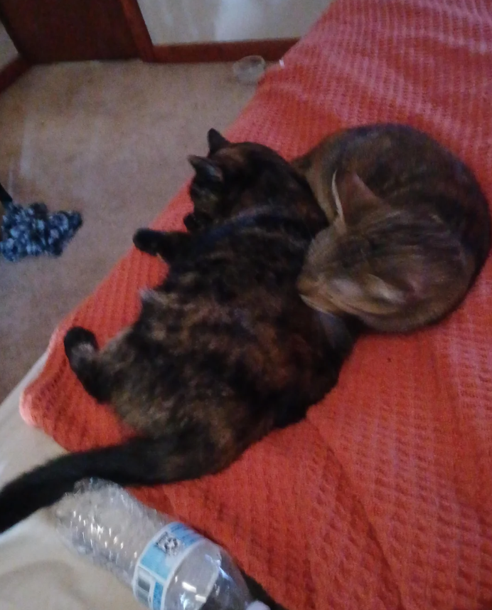 Cheezburger Image 10624452608