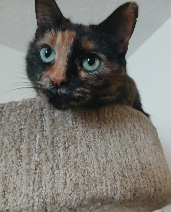 Cheezburger Image 10624452864