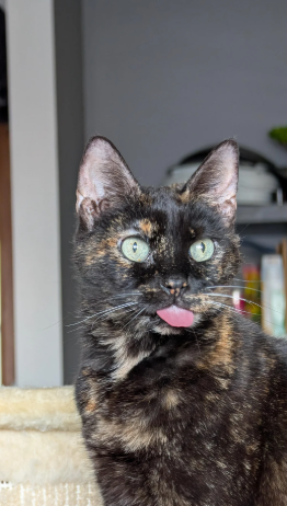 Cheezburger Image 10624453376