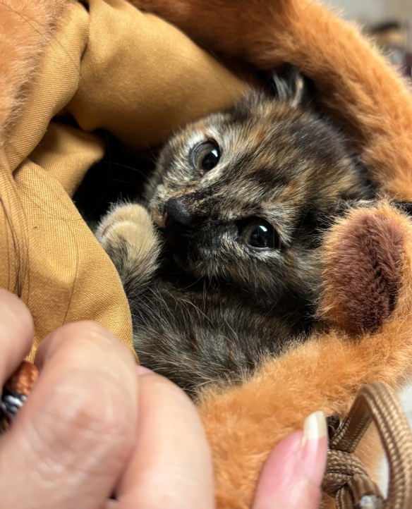 Cheezburger Image 10624453632