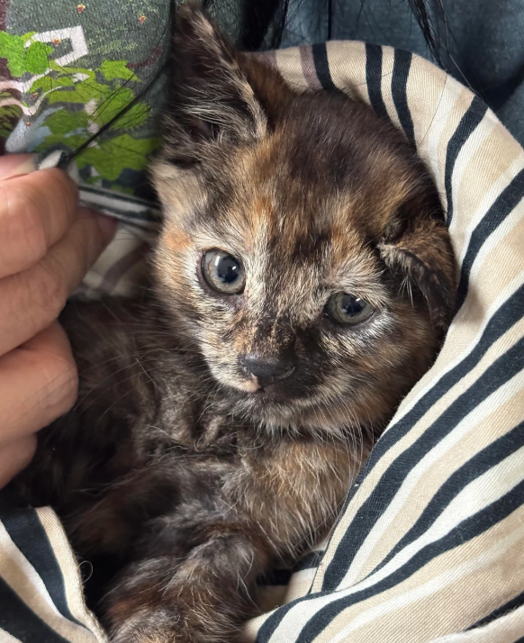 Cheezburger Image 10624453888