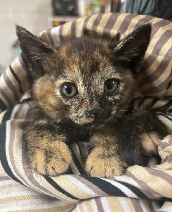 Cheezburger Image 10624454144