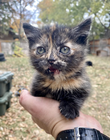 Cheezburger Image 10624454400