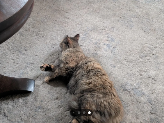 Cheezburger Image 10624454656