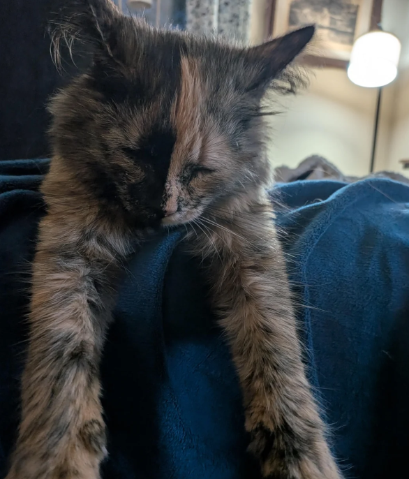 Cheezburger Image 10624454912