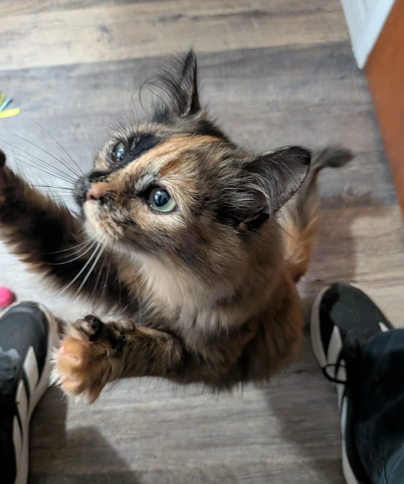 Cheezburger Image 10624455680