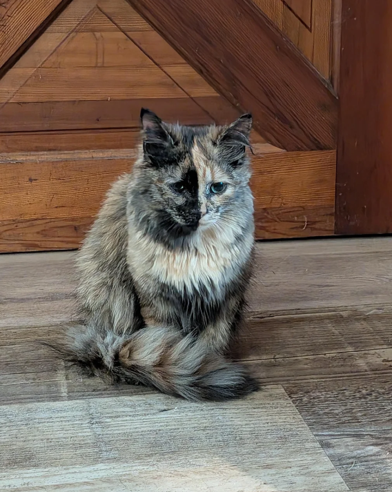 Cheezburger Image 10624455936