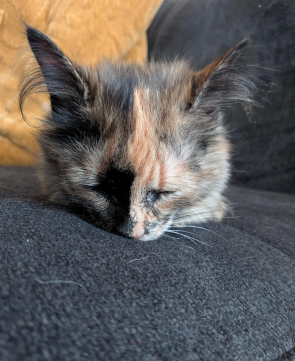 Cheezburger Image 10624456192