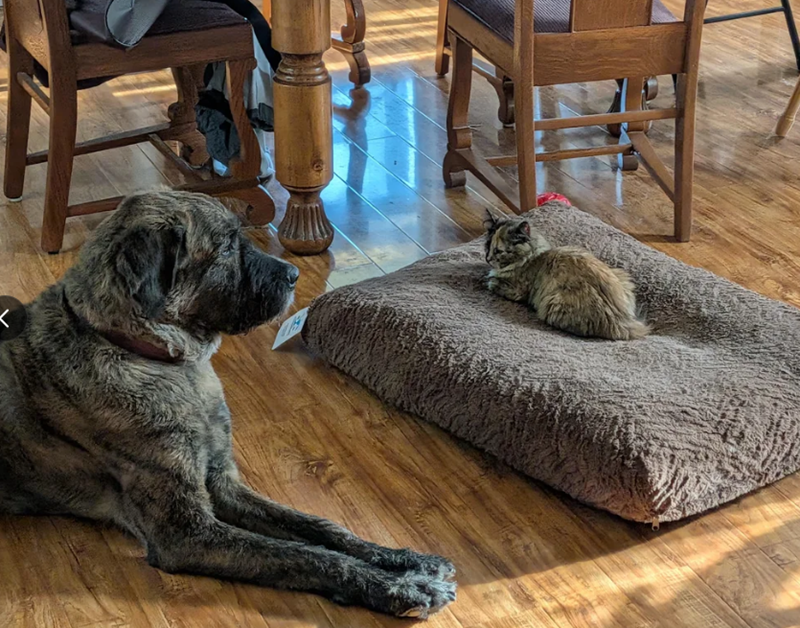 Cheezburger Image 10624456448