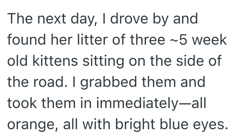 The next day, I drove by and found her litter of three ~5 week old kittens sitting on the side of the road. I grabbed them and took them in immediately-all orange, all with bright blue eyes.