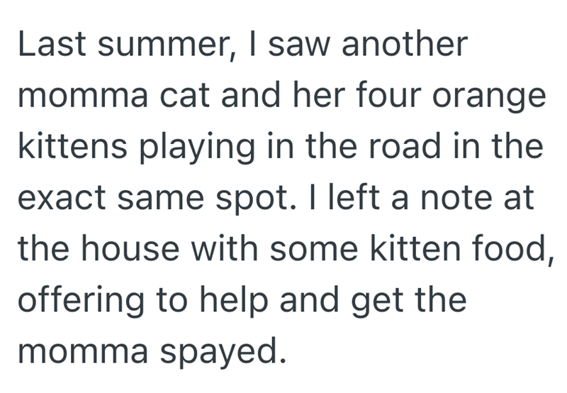 Last summer, I saw another momma cat and her four orange kittens playing in the road in the exact same spot. I left a note at the house with some kitten food, offering to help and get the momma spayed.