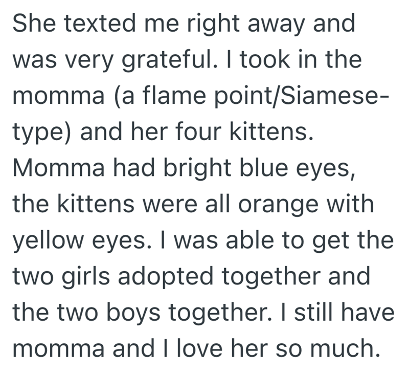 She texted me right away and was very grateful. I took in the momma (a flame point/Siamese- type) and her four kittens. Momma had bright blue eyes, the kittens were all orange with yellow eyes. I was able to get the two girls adopted together and the two boys together. I still have momma and I love her so much.