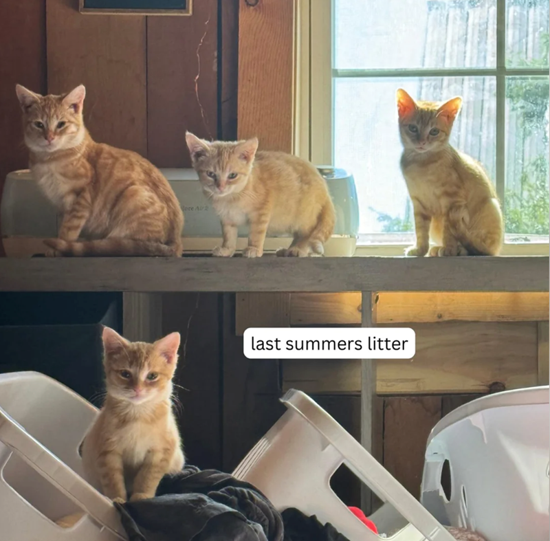 ore Air last summers litter
