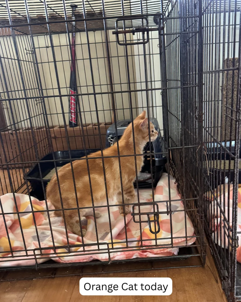 אור wwwww Orange Cat today