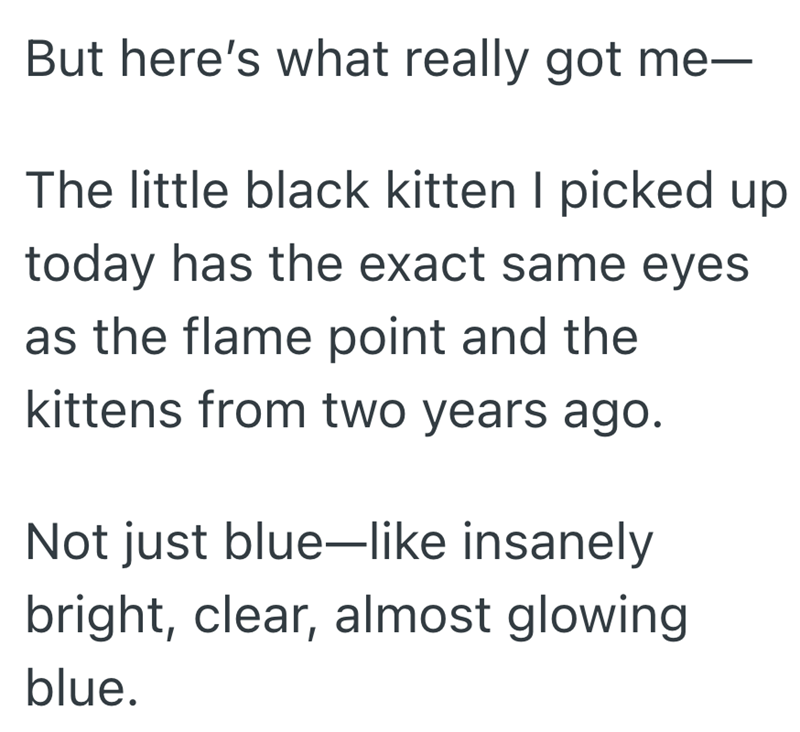 But here's what really got me- The little black kitten I picked up today has the exact same eyes as the flame point and the kittens from two years ago. Not just blue-like insanely bright, clear, almost glowing blue.