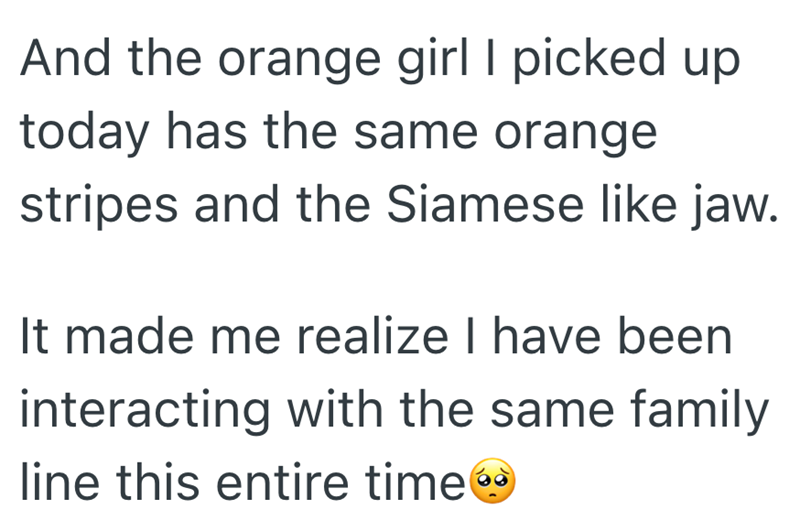 And the orange girl I picked up today has the same orange stripes and the Siamese like jaw. It made me realize I have been interacting with the same family line this entire time