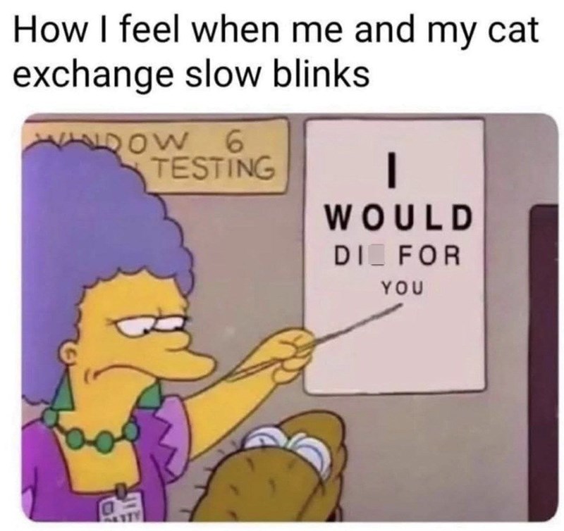How I feel when me and my cat exchange slow blinks OW 6 TESTING | WOULD DI FOR YOU
