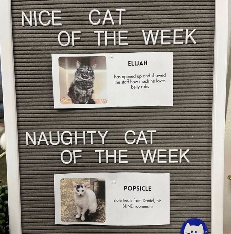 NICE CAT OF THE WEEK ELIJAH has opened up and showed the staff how much he loves belly rubs NAUGHTY CAT OF THE WEEK POPSICLE stole treats from Daniel, his BLIND roommate