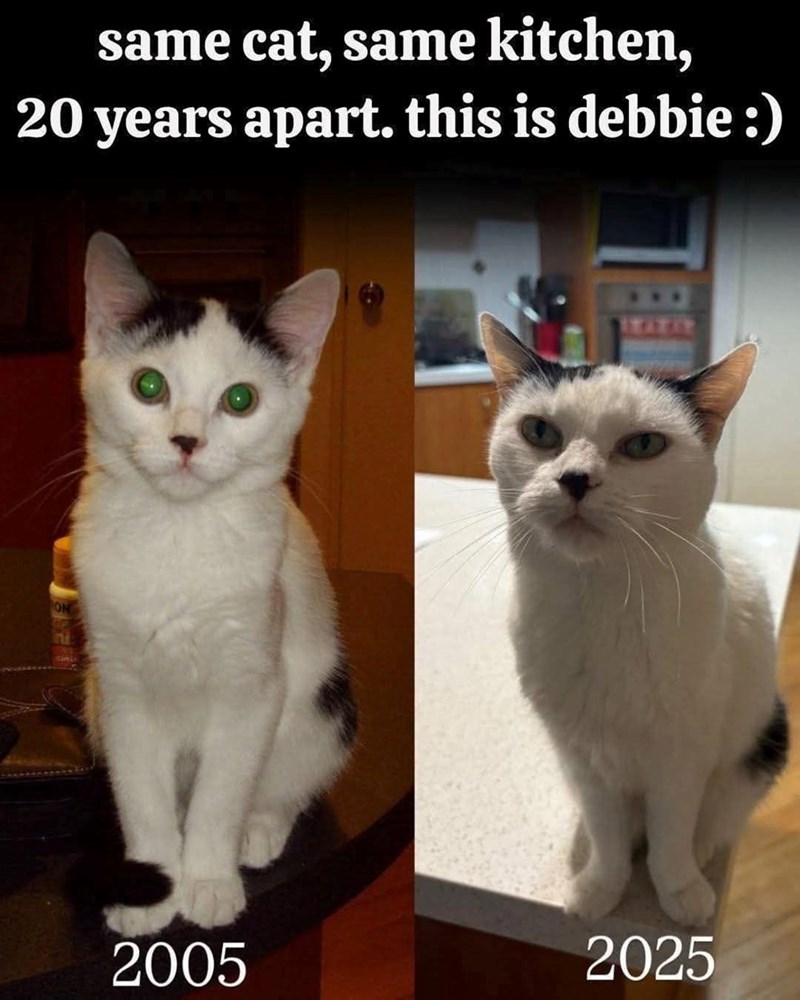 same cat, same kitchen, 20 years apart. this is debbie:) ON 2005 2025