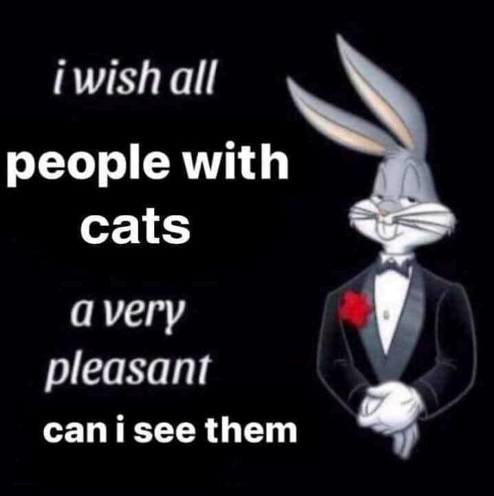 i wish all people with cats a very pleasant can i see them