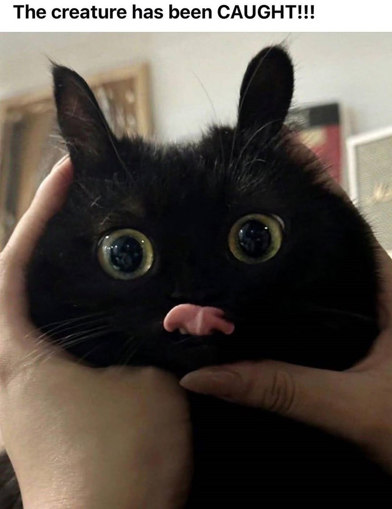 The creature has been CAUGHT!!!