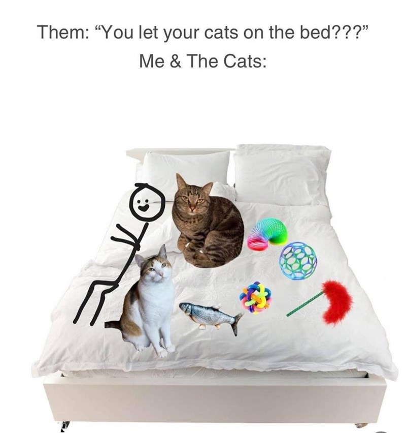 Them: "You let your cats on the bed???" Me & The Cats: