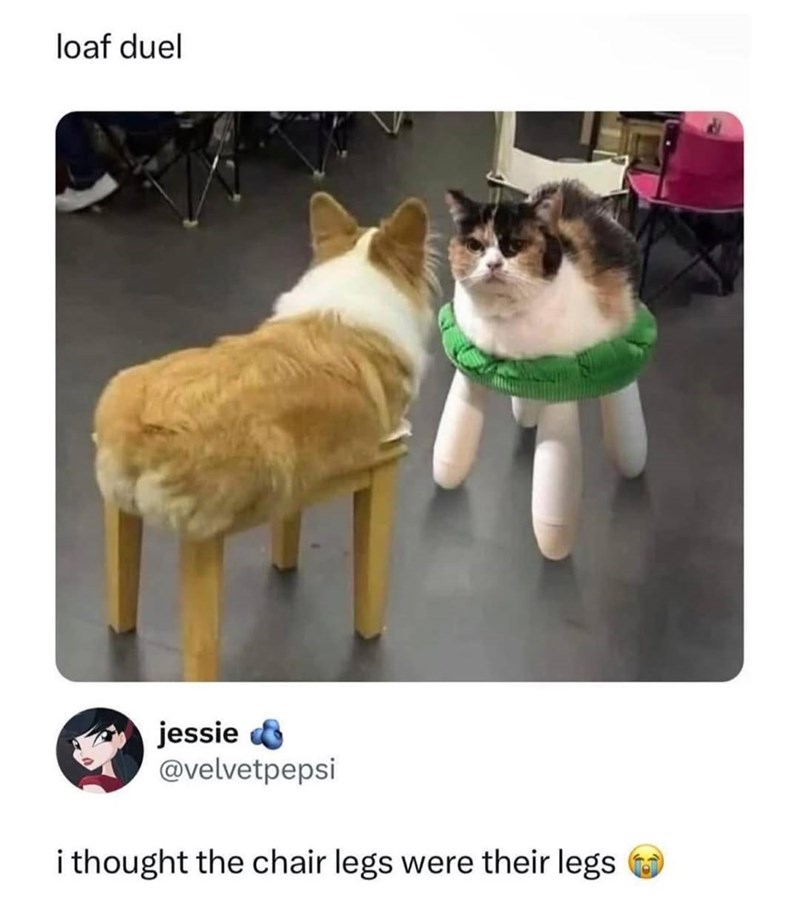 loaf duel jessie @velvetpepsi i thought the chair legs were their legs