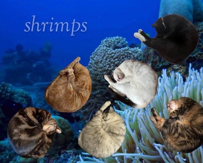 shrimps