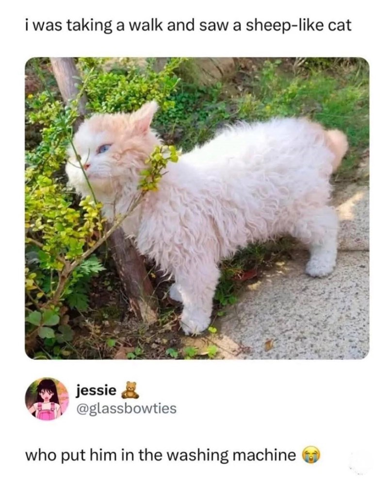 i was taking a walk and saw a sheep-like cat jessie @glassbowties who put him in the washing machine