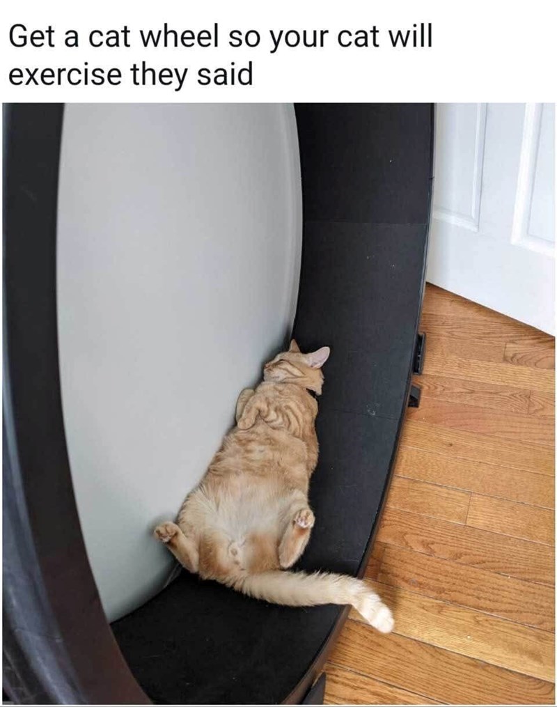 Get a cat wheel so your cat will exercise they said