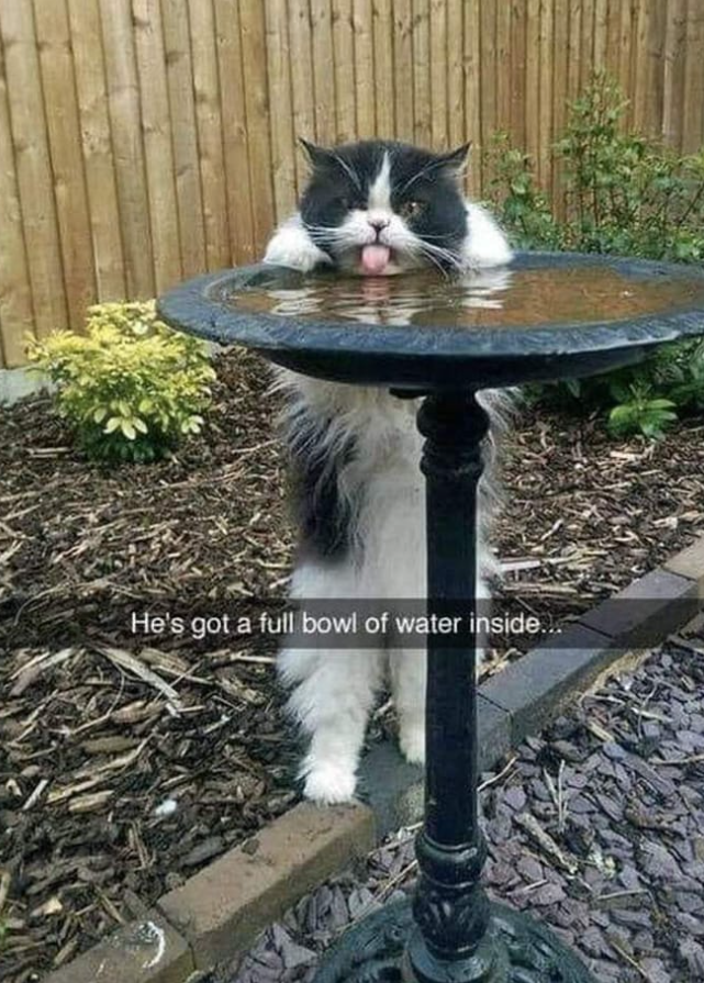 He's got a full bowl of water inside.