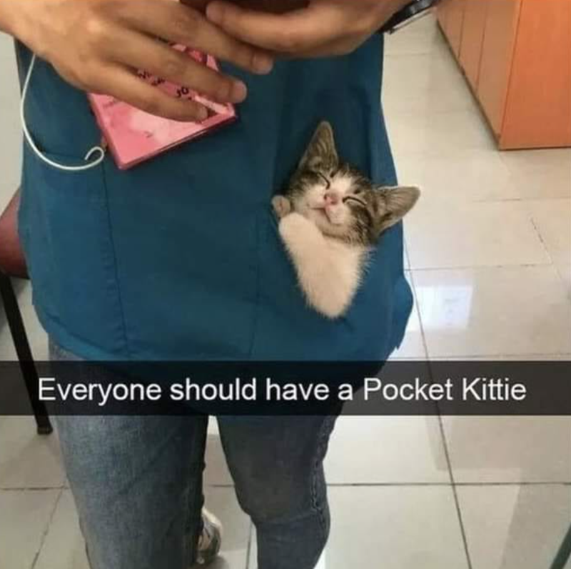 Everyone should have a Pocket Kittie
