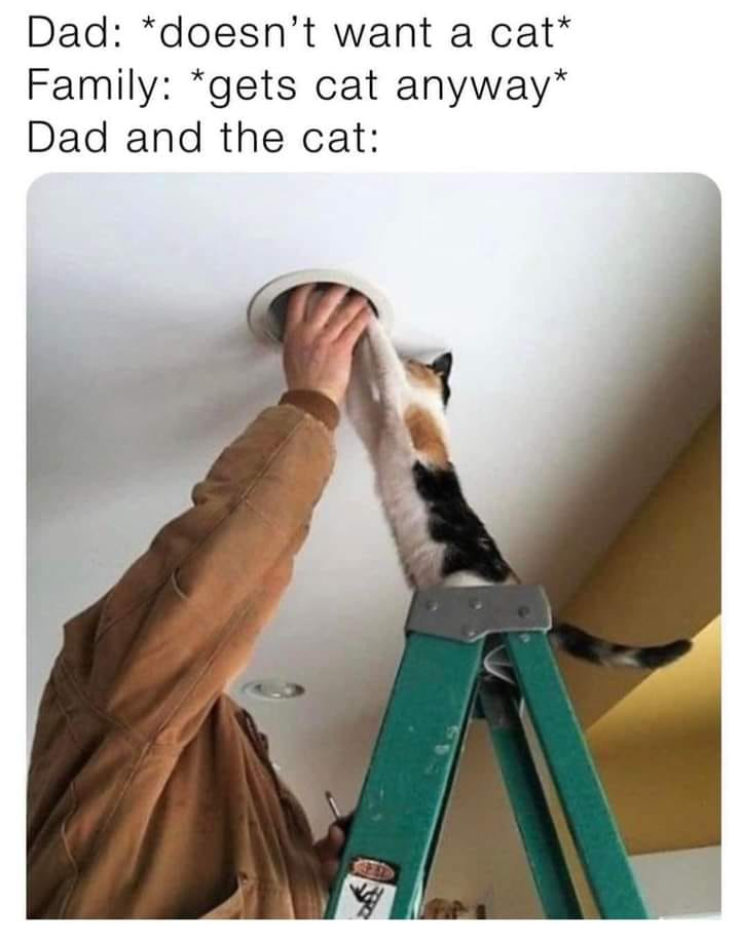 Dad: *doesn't want a cat* Family: *gets cat anyway* Dad and the cat: