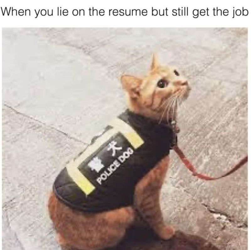 When you lie on the resume but still get the job 警犬 POLICE DOG