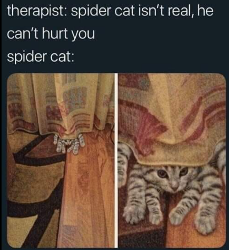 therapist: spider cat isn't real, he can't hurt you spider cat: