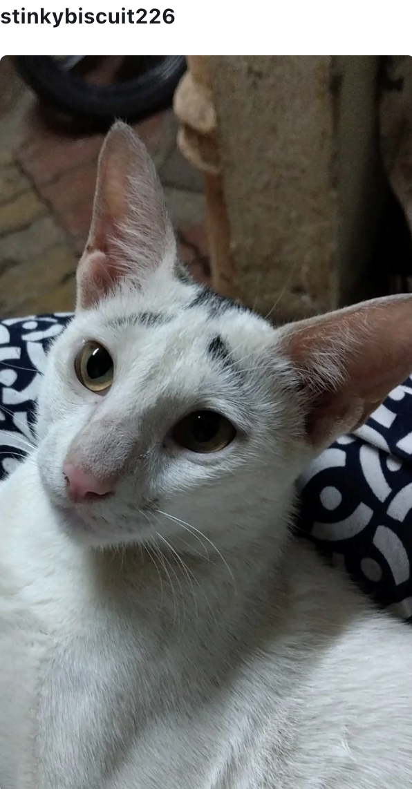 stinkybiscuit226