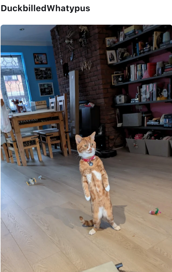 Duckbilled Whatypus IL ル