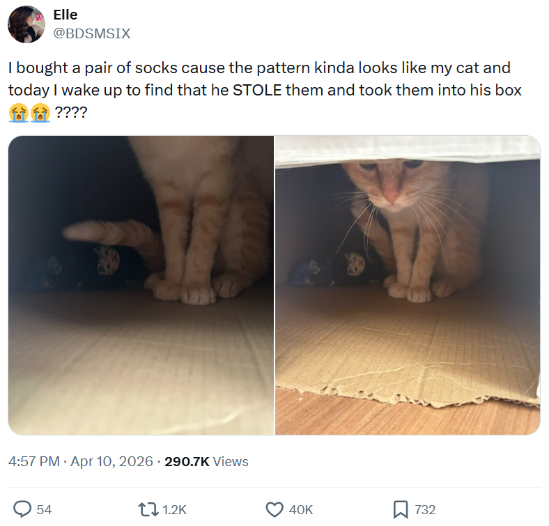 Elle @BDSMSIX I bought a pair of socks cause the pattern kinda looks like my cat and today I wake up to find that he STOLE them and took them into his box ???? . 4:57 PM Apr 10, 2026 290.7K Views 54 1.2K 40K 732