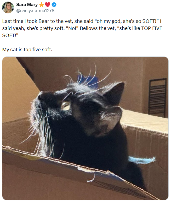 Sara Mary @saniyafatma1278 Last time I took Bear to the vet, she said "oh my god, she's so SOFT!" I said yeah, she's pretty soft. "No!" Bellows the vet, "she's like TOP FIVE SOFT!" My cat is top five soft.