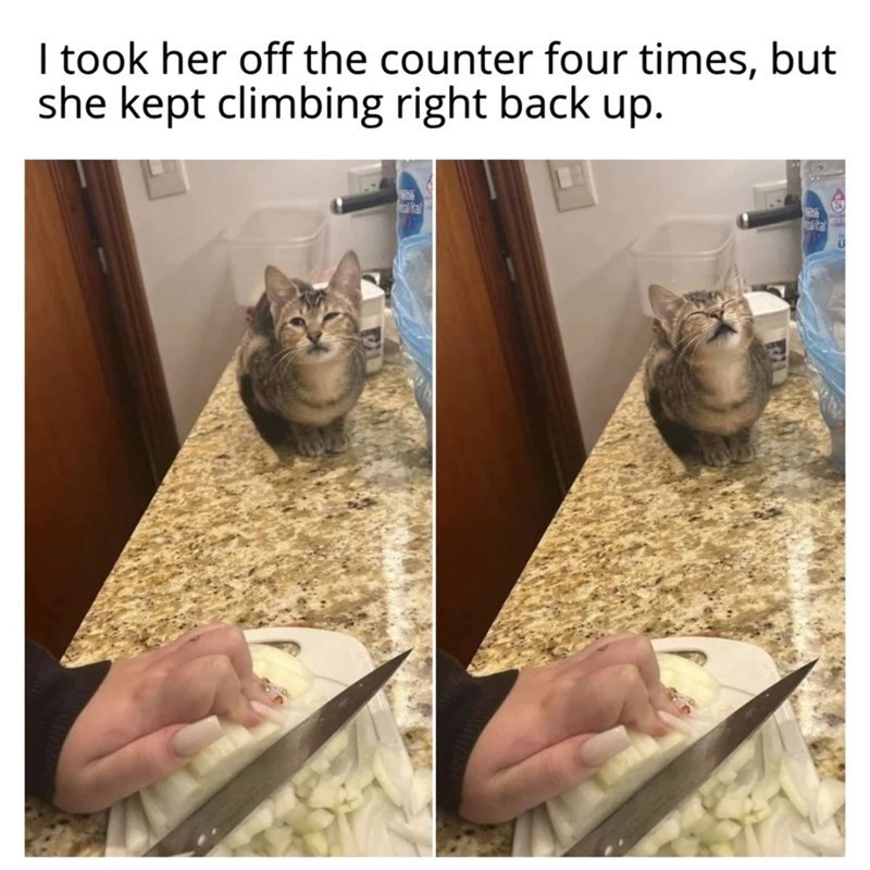 I took her off the counter four times, but she kept climbing right back up. tal