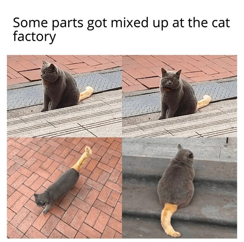Some parts got mixed up at the cat factory