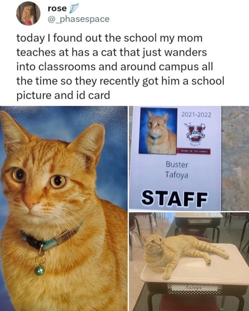 rose @_phasespace today I found out the school my mom teaches at has a cat that just wanders into classrooms and around campus all the time so they recently got him a school picture and id card 2021-2022 Home The HARKS Buster Tafoya STAFF Aalaya