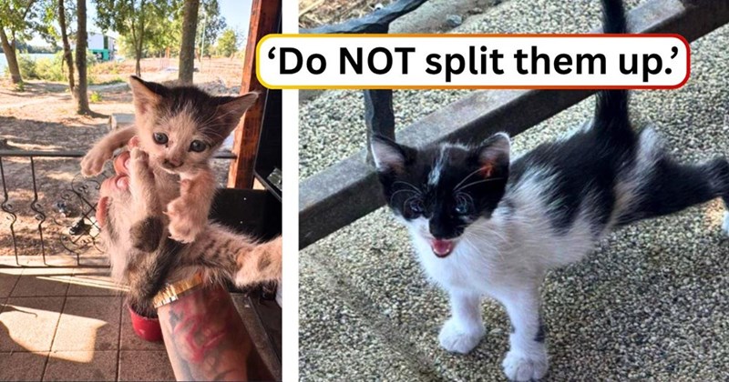 'Do NOT split them up.')