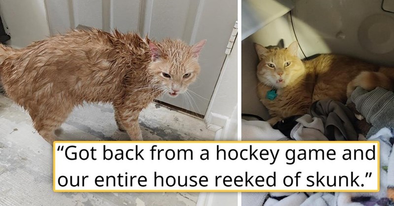 "Got back from a hockey game and our entire house reeked of skunk."