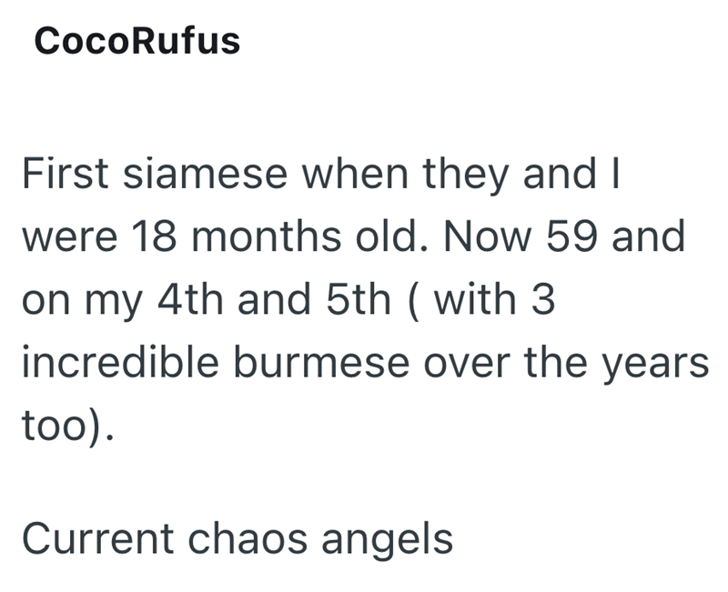 CocoRufus First siamese when they and I were 18 months old. Now 59 and on my 4th and 5th ( with 3. incredible burmese over the years too). Current chaos angels