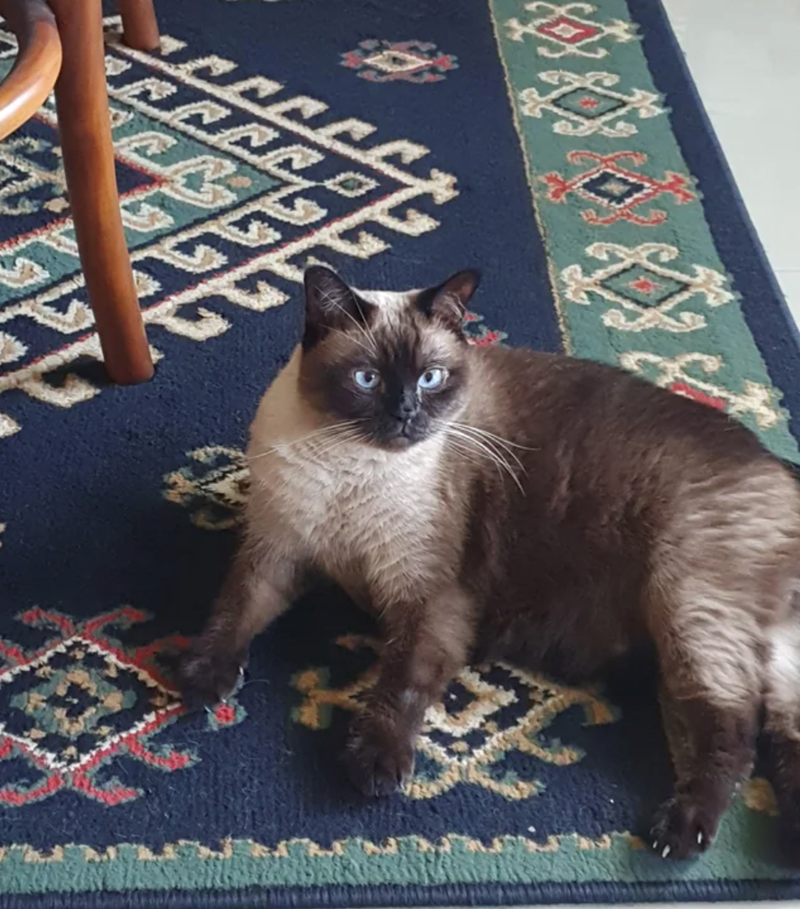 Cheezburger Image 10624527104