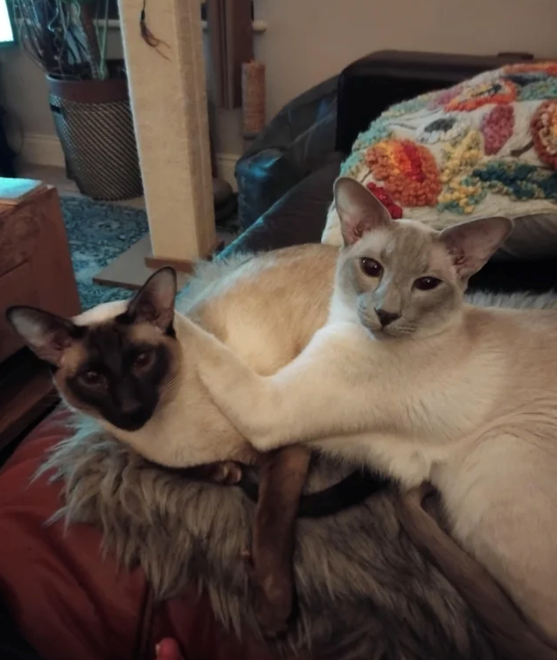 Cheezburger Image 10624529408