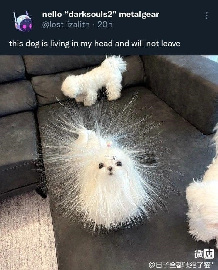 nello "darksouls2" metalgear @lost_izalith 20h this dog is living in my head and will not leave 微店 @日子全都喂给了猫*